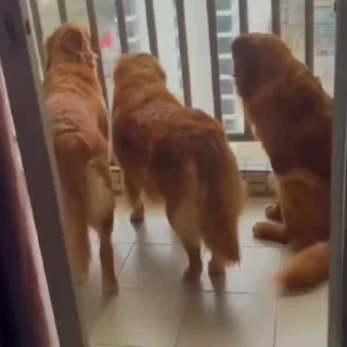 🐩