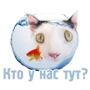 🐟