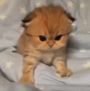 🌟