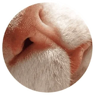 🐱