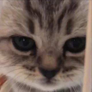 🐈‍⬛