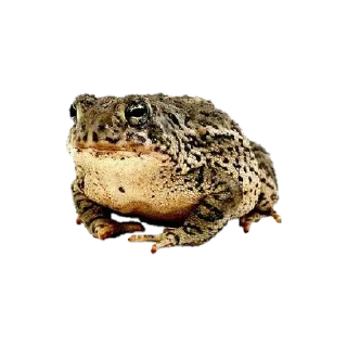 🐸