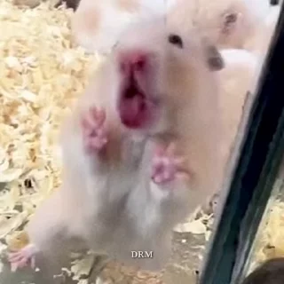 🐹