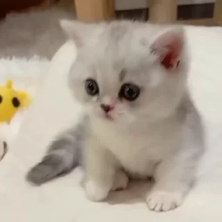 😇