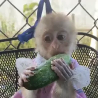 🥒