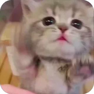 👊
