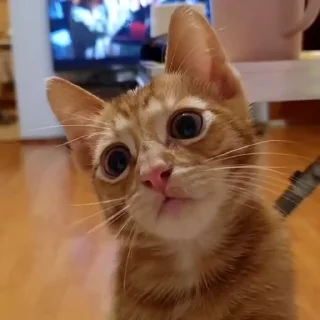 🐾