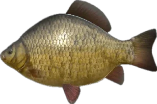 🐠