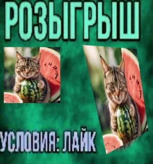 🍉
