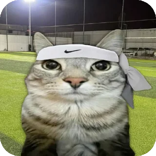 🐱
