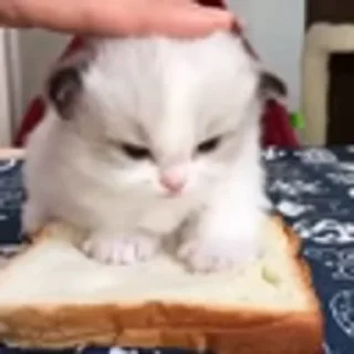 🐈‍⬛