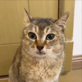 🤚