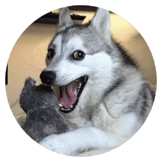 🐶