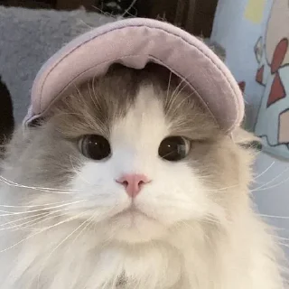 🧢