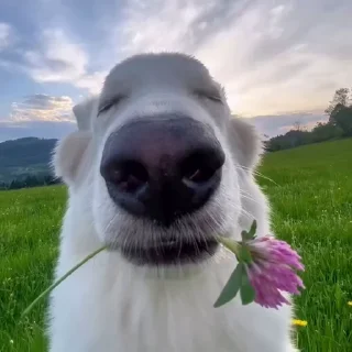 🍀