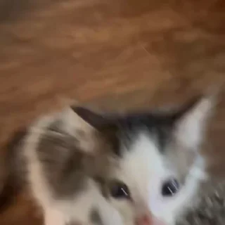 🐾