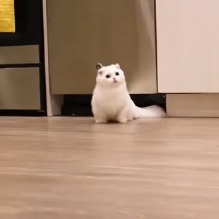 🐈‍⬛️