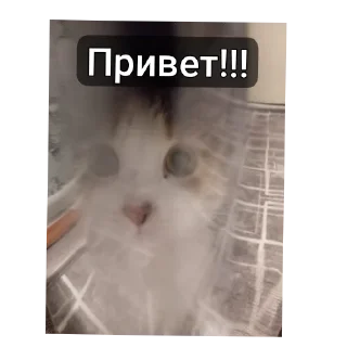 Стикеры милки
