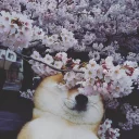 🐶