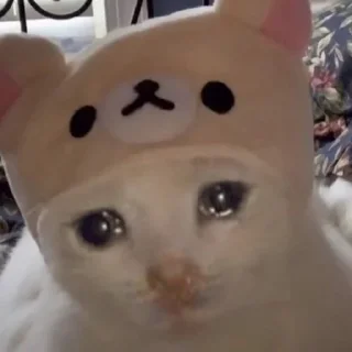 🐈