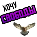 🦅