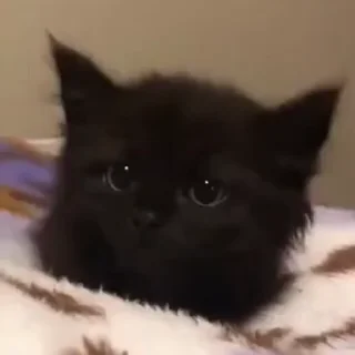🐈