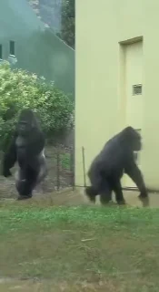 🦍