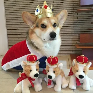 👑