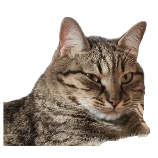 🐱