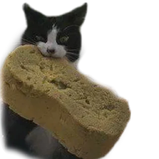 🐱