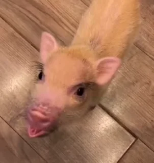 🐷