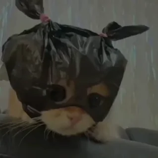 🐱