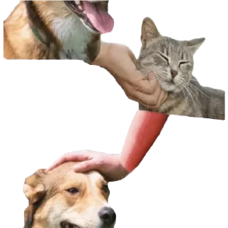 🐈