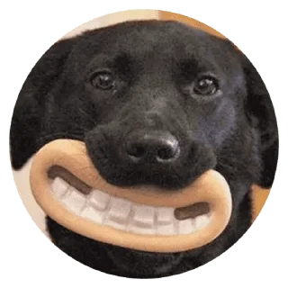 🐶