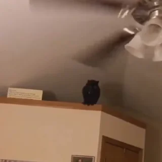 🐈