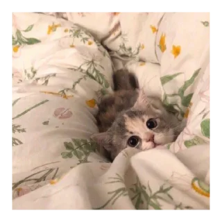 🥺