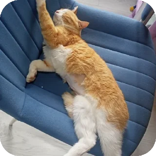 🐱