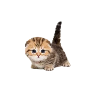 🐱