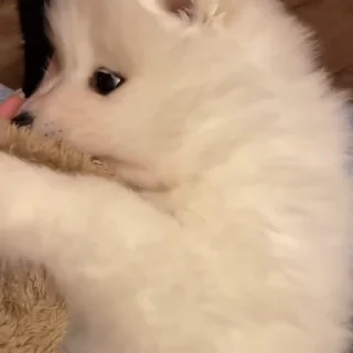 🤍
