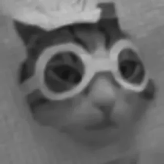 🐈‍⬛️