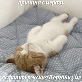 😾