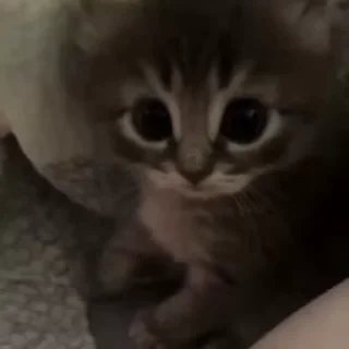 🌟