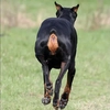 Doberman