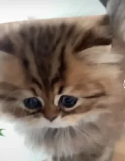 😺