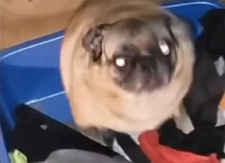 🤪