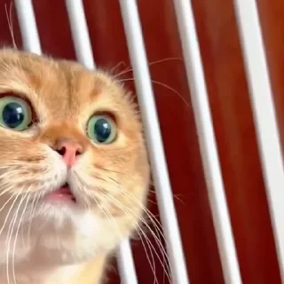Котики @stickroom