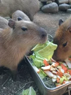 🍽️