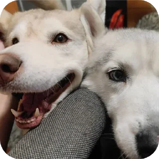 🐶