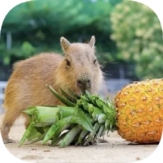 🍍