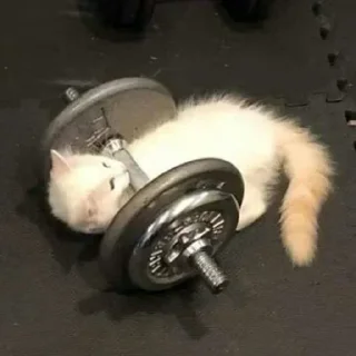 😺